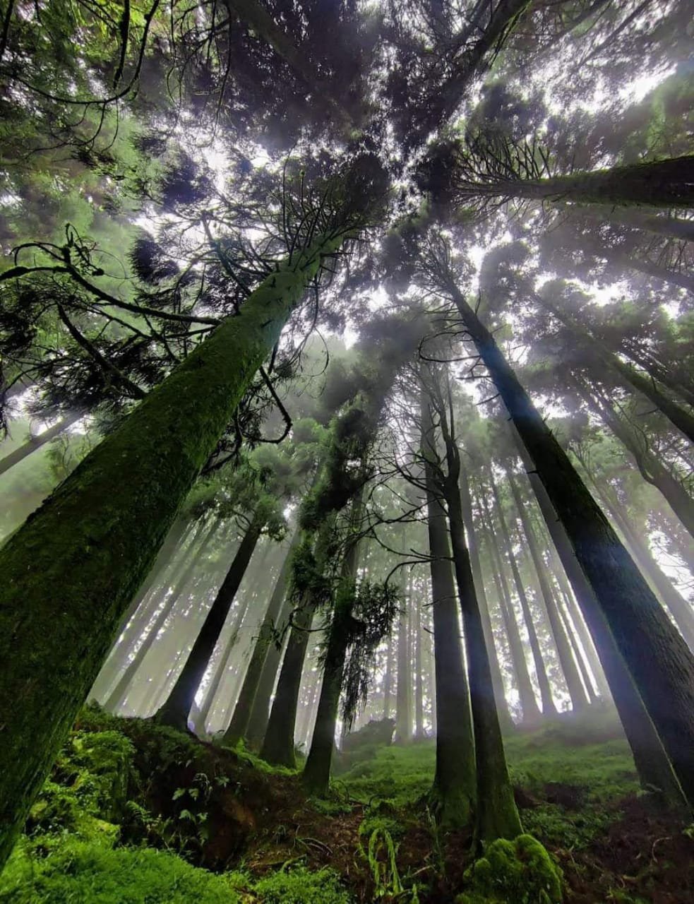 Kalimpong Climate – Best Time to Visit & Weather Guide photo 2